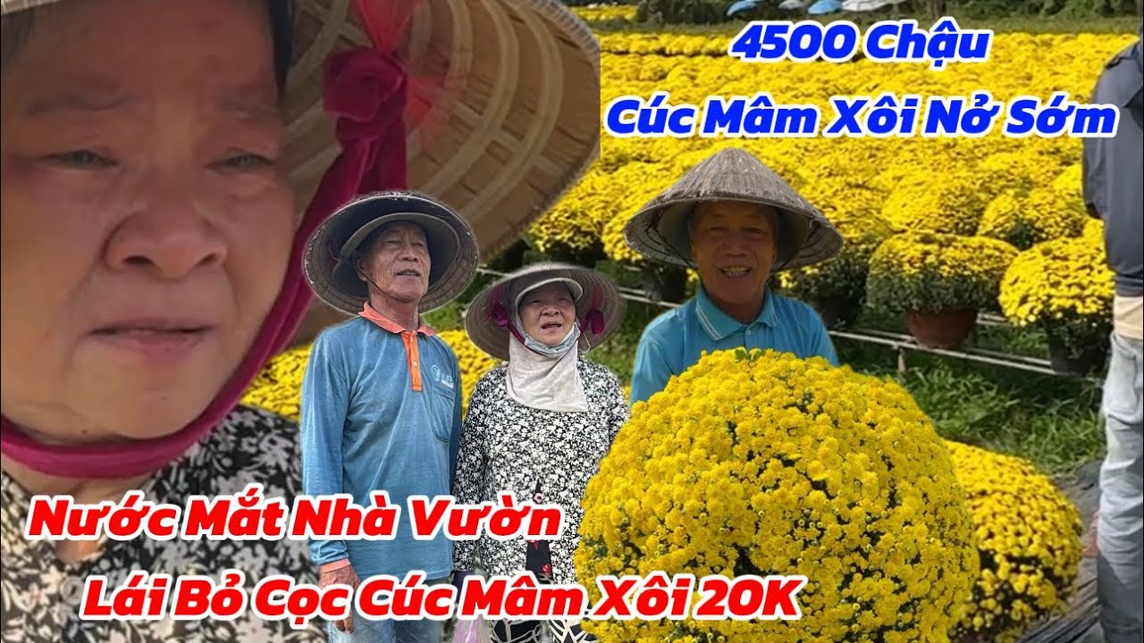 ✅Chợ Lách: Nước Mắt 2 Ông Bà Lão u70 Khi 4500 Chậu Cúc Mâm Xôi Thương Lái Bỏ Cọc Trả 20k /chậu
