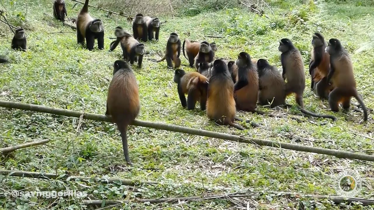 Happy World Monkey Day! | Golden Monkey Interaction | Dian Fossey Gorilla Fund
