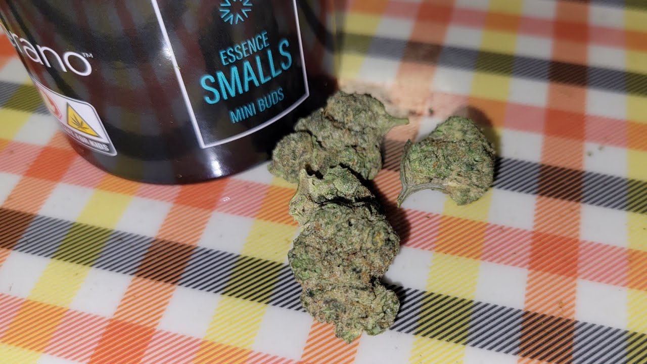 Gas Powered Cake Cannabis Strain Review! 🔥🎂🔥 (Gas Powered Sherbet x Wedding Cake)
