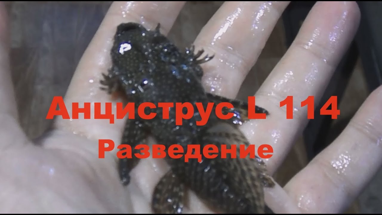 Анциструс L144  Разведение