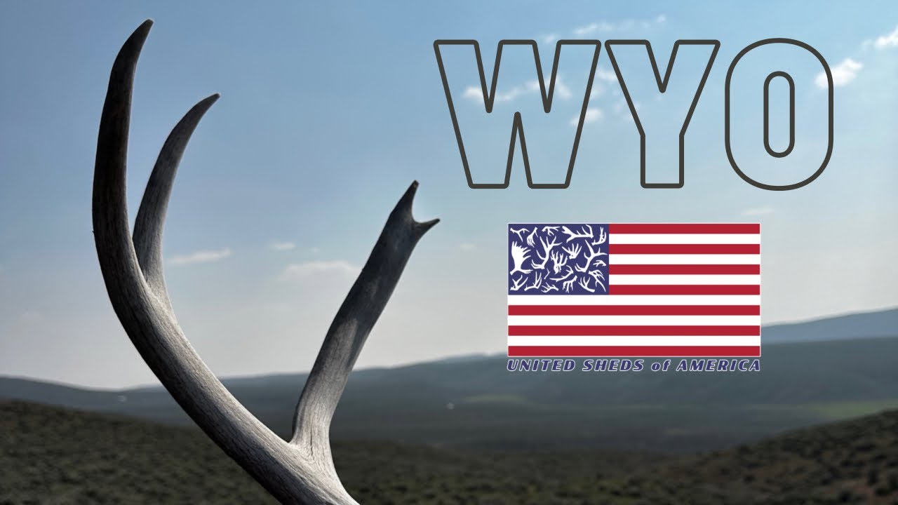SHED HUNTING AN ANIMAL GRAVEYARD