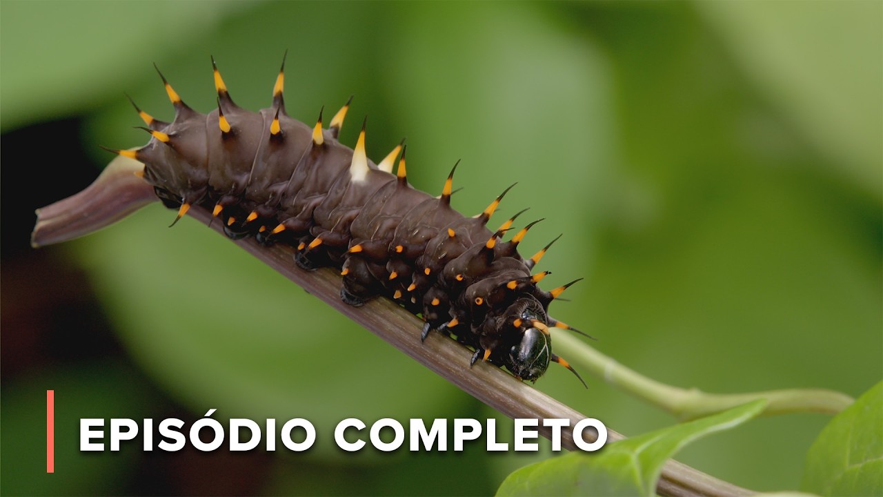 Tarântula caçadora em emboscadas não demonstra piedade | Segredos da Austrália Selvagem 106