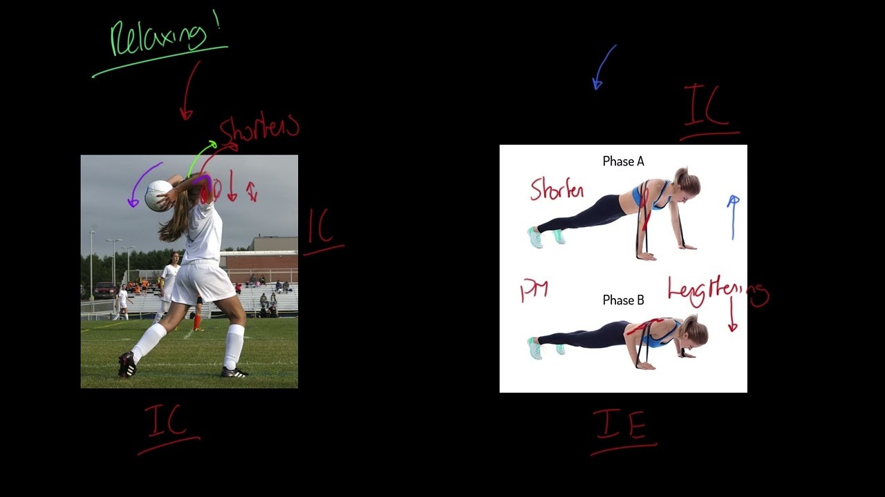 OCR A-level PE: Types of Contractions