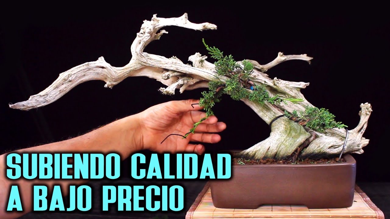 Bonsai de alta calidad a bajo precio