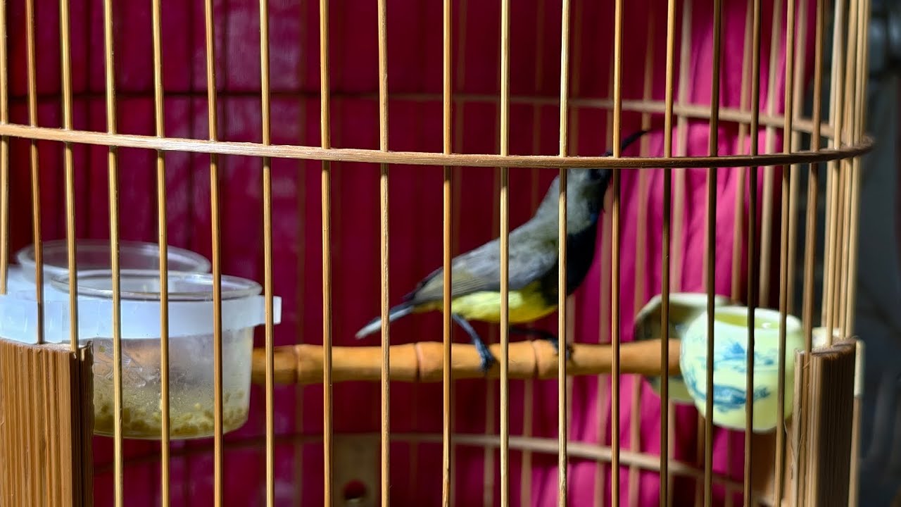 Chim hút mật 5 màu vào cám khó , không ăn cám hạt cách vào được cám hạt đối với chim cứng đầu
