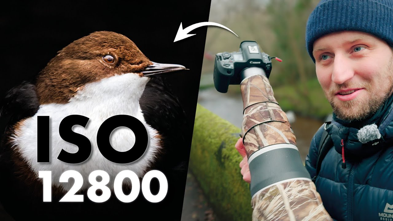 Vogelfotografie bei schlechtem Licht – High ISO ohne Rauschen?