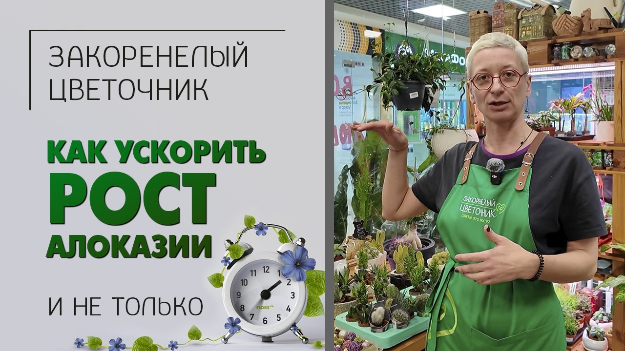 Как ускорить рост алоказии и не только, как заставить растение быстрее расти и цвести.