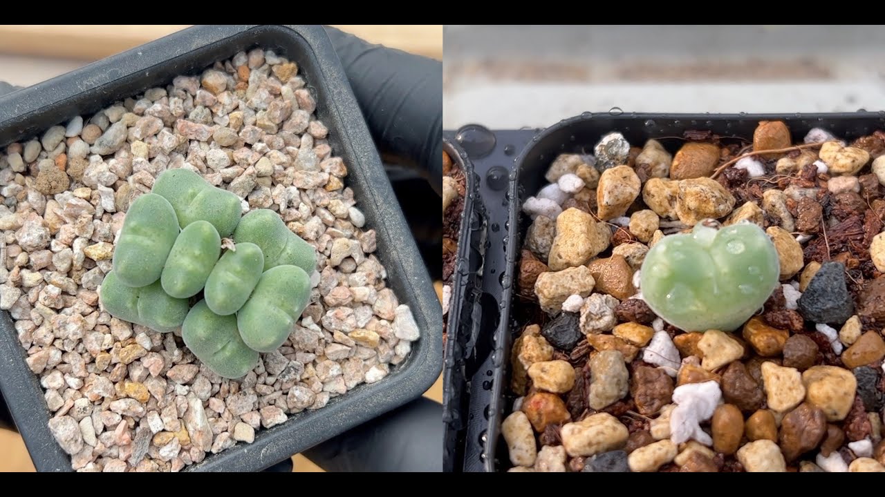 How to propagate conophytum