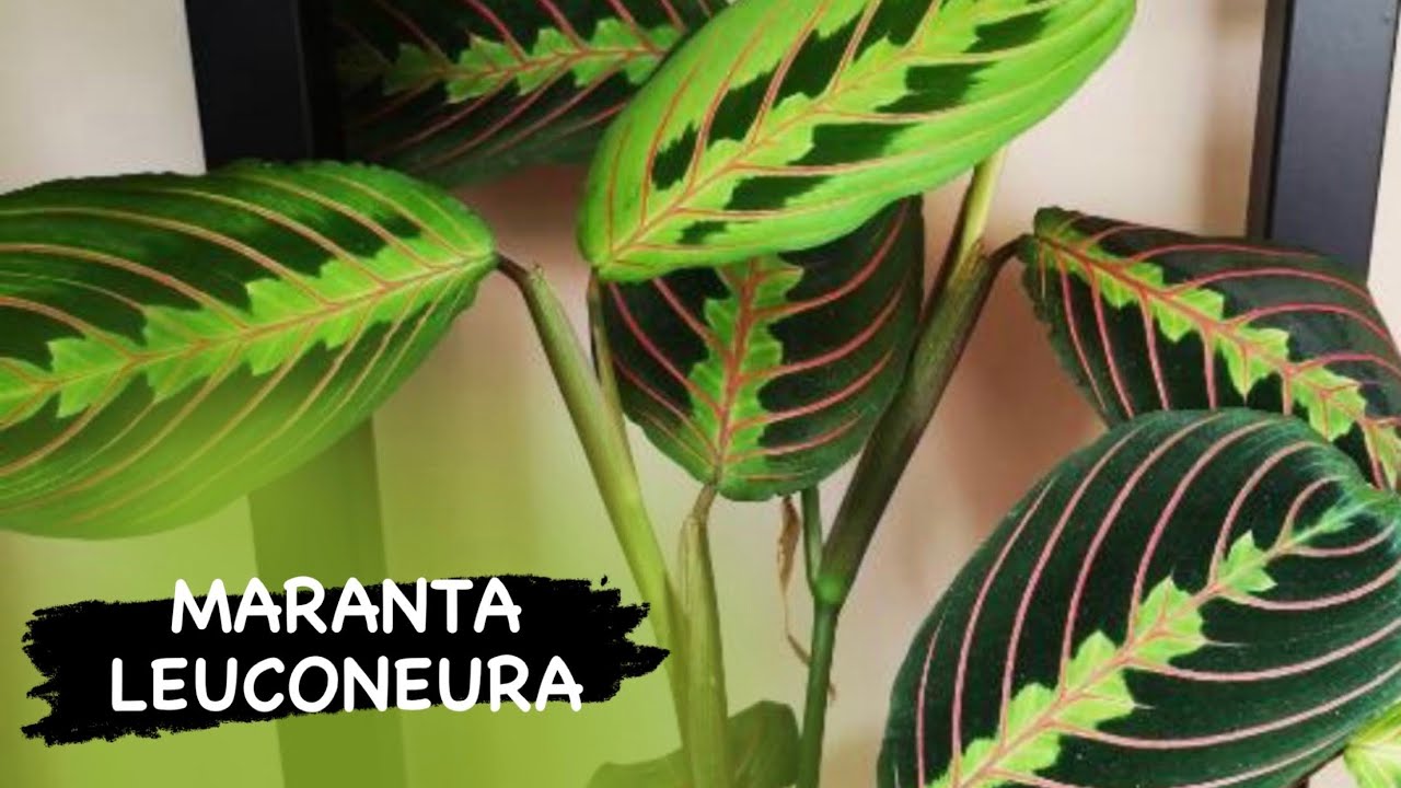 Dua Çiçeği Bakıyorsanız Bunları Bilmelisiniz... Maranta leuconeura