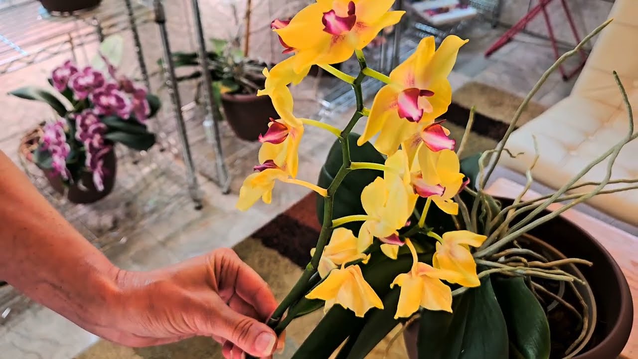 Watch Me Cut Back Spikes from My Complex Hybrid Phalaenopsis Orchids + When & Why I Cut Them