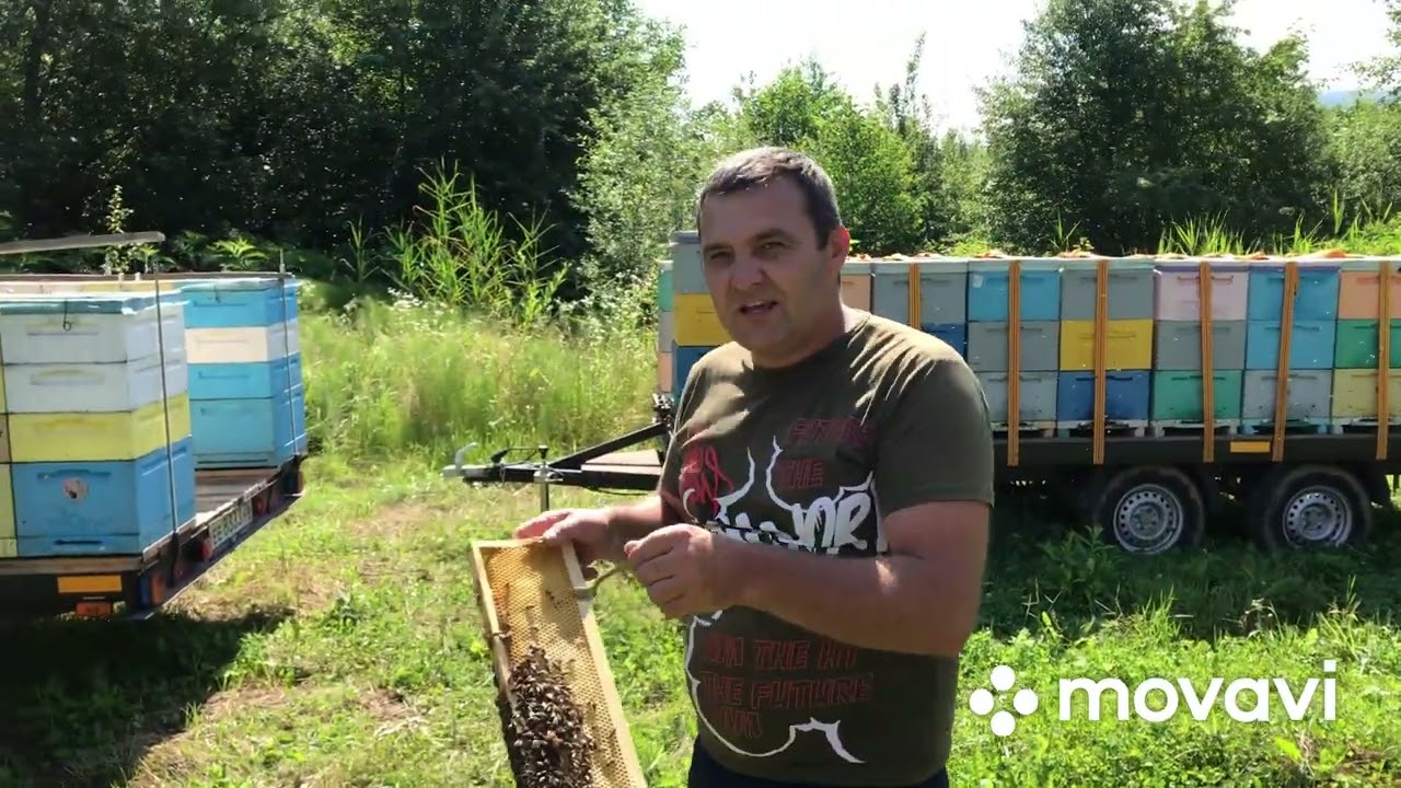 Медосбор с липы. Кавказские горы.