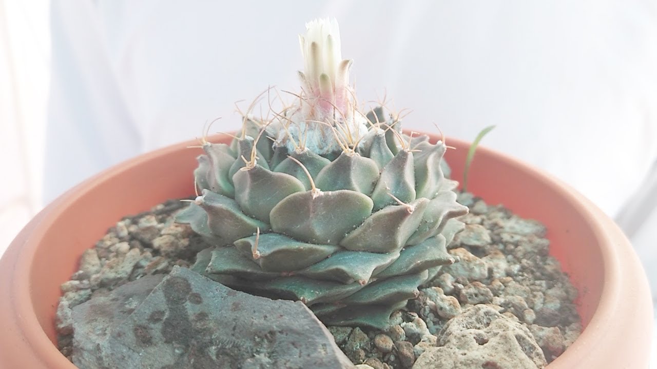 Hablemos del género Obregonia - by Desert plants