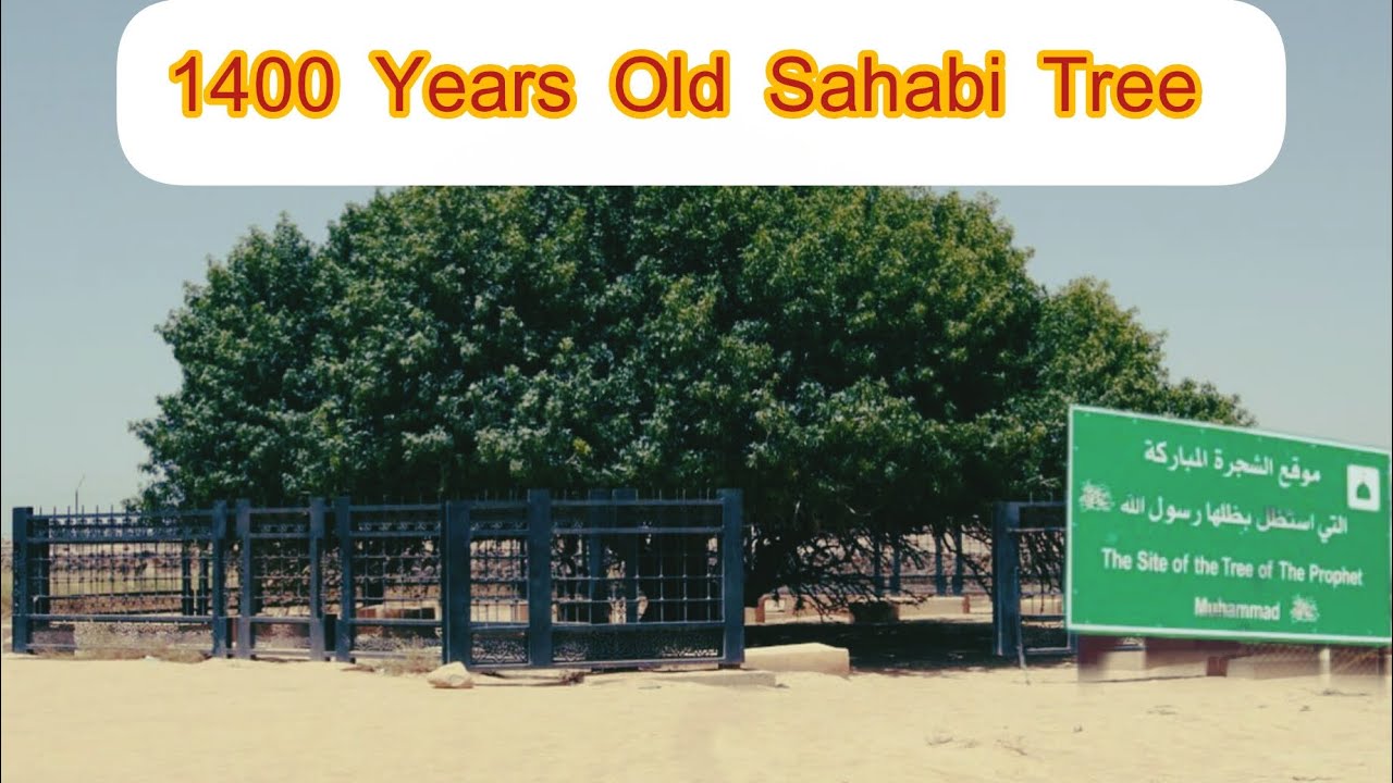 Sahabi Tree (Tree of Al Buqayawiyya) a pistachio tree in Safawi, Jordan | 1400 Years Old Tree 