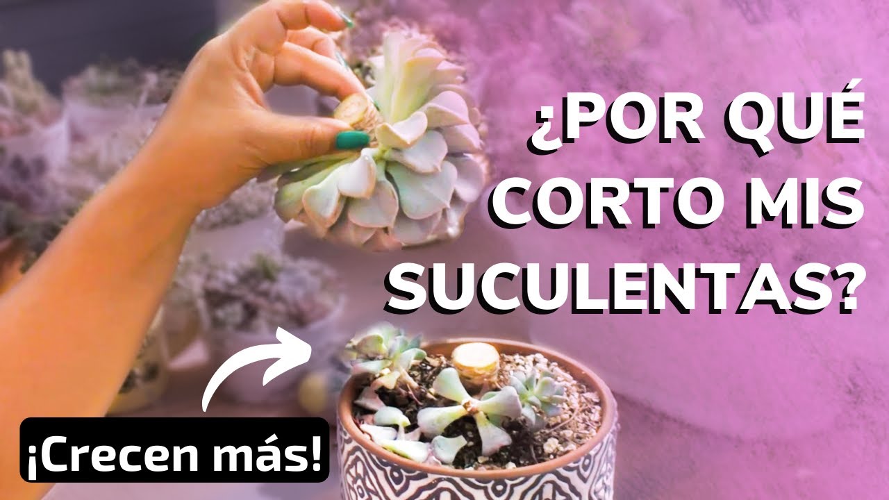 🌱Tips para reproducir suculentas | Maratón suculento