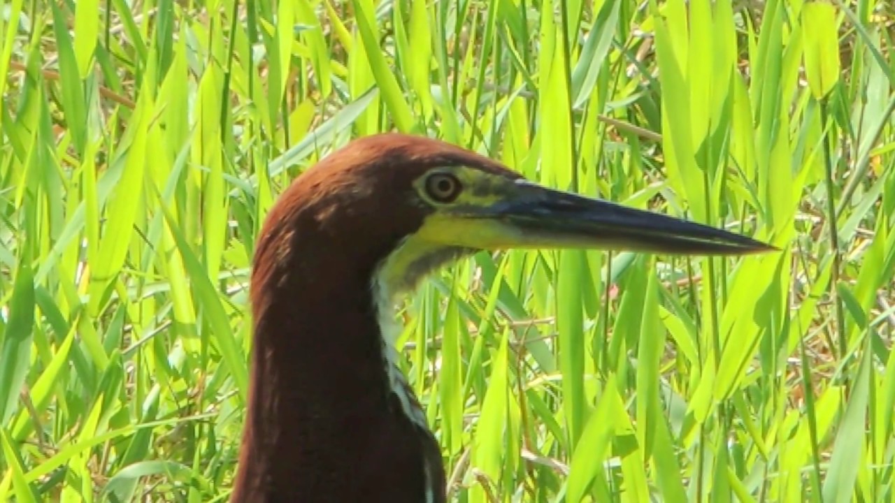 Aves de Venezuela - Ave de Barinas - P&aacute;jaro Vaco - Tigrisoma lineatum