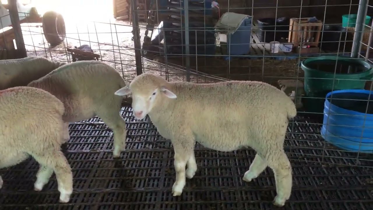 Ram lambs with commentary for a customer.