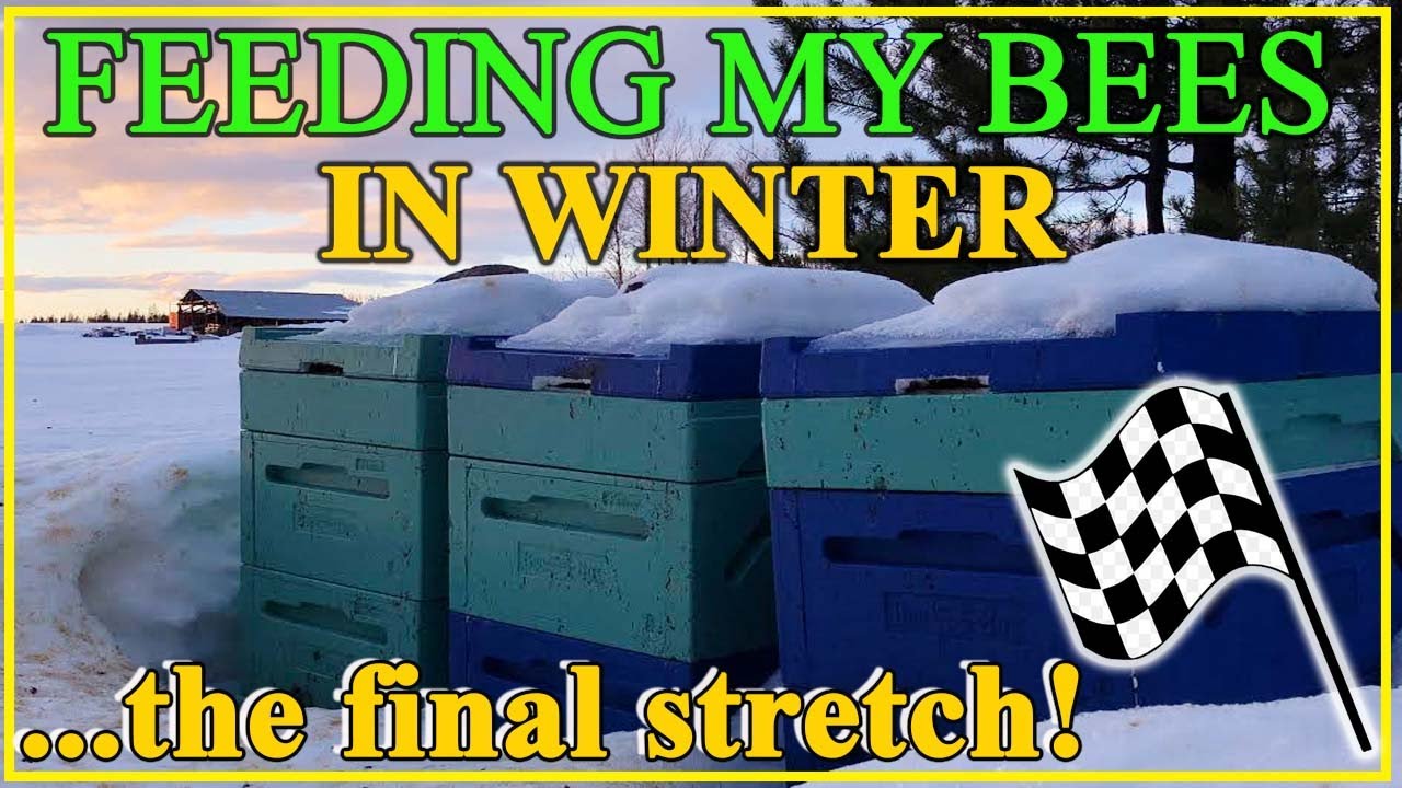 Feeding Bees in Winter! - Canada Winter Hive Check!