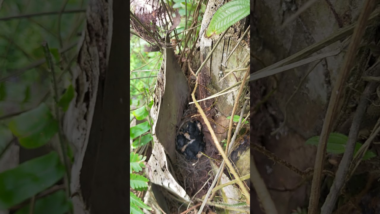 panen anakan kacer di alam bebas