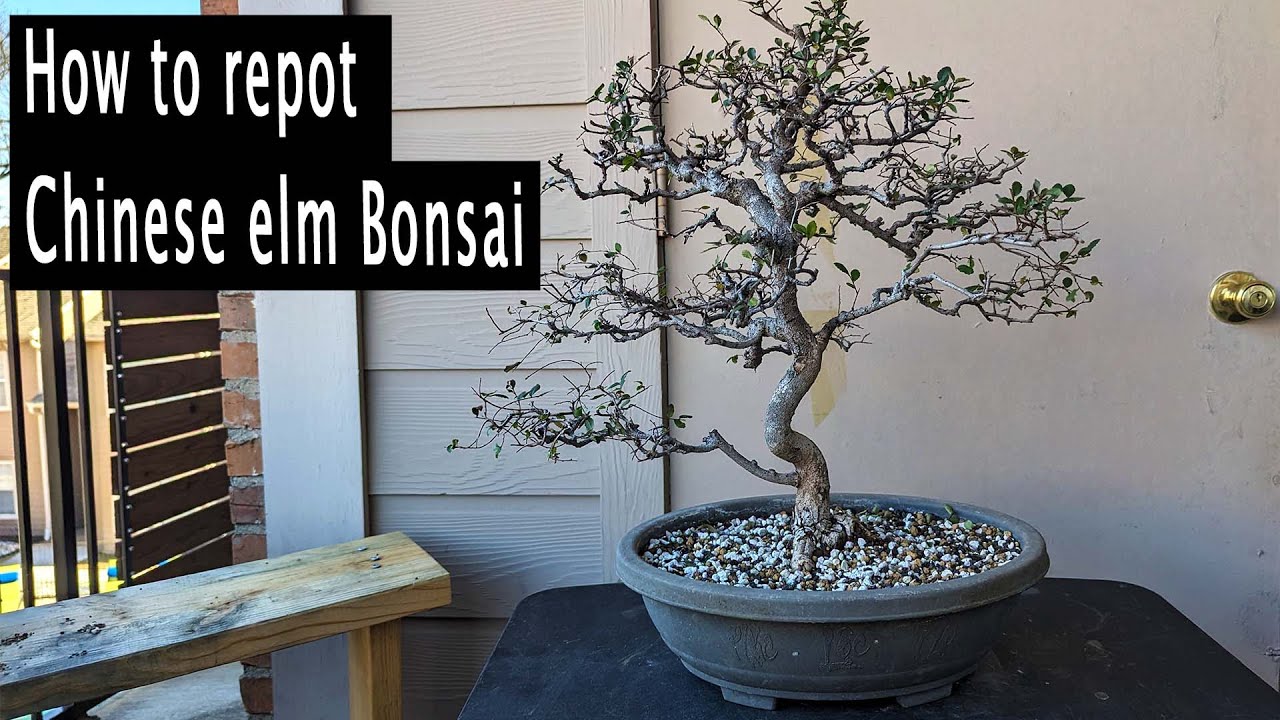 Repotting a Chinese elm bonsai, Bonsai beginner friendy