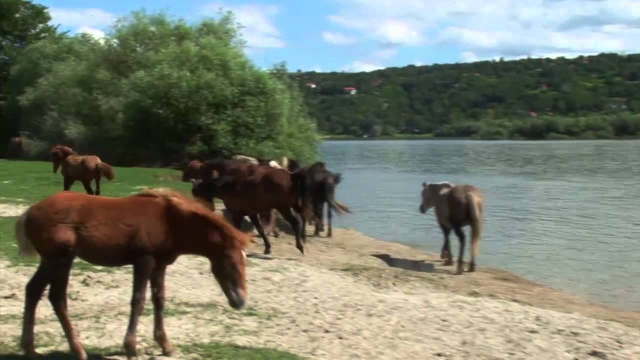 Konji Krčedinske ade 720p sr