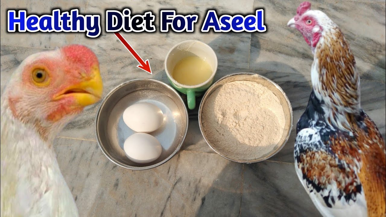 Aseel Murga Ka Wazan Barhana -  Aseel Weight Gain 🐥🐓 by HC Birds Information