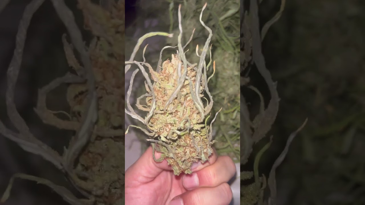 Some blackberry diesel mixed with grapestomper og