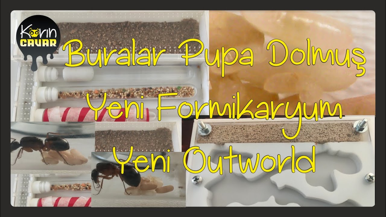 Camponotus Sanctus Günlük Bölüm 4 Buralar Pupa Dolmuş
