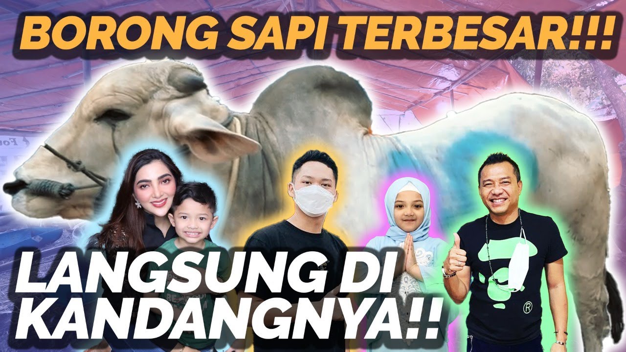 BISMILLAH. KELUARGA HERMANSYAH BELI 3 SAPI UNTUK KURBAN TAHUN INI! SEMUA DI ATAS 1 TON!!