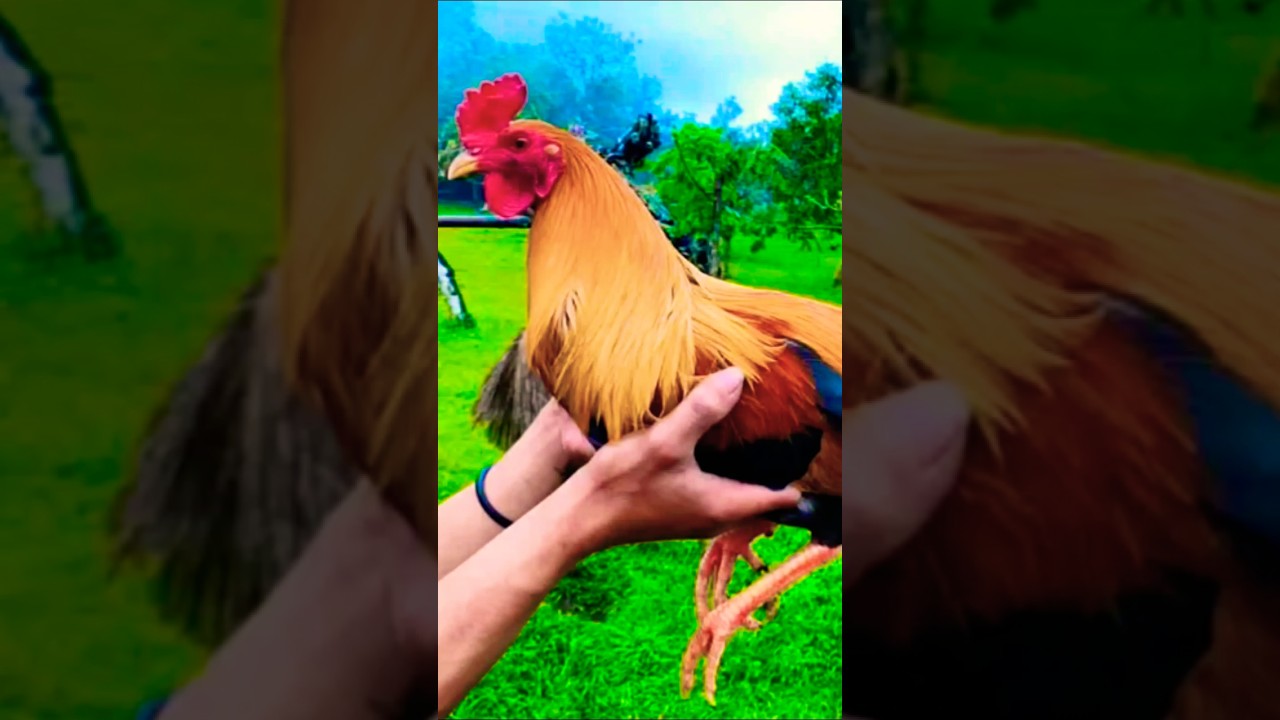 masarap imateryales pumpkin sweater yellow legged hatch 😱 #ayam #chicken #rooster
