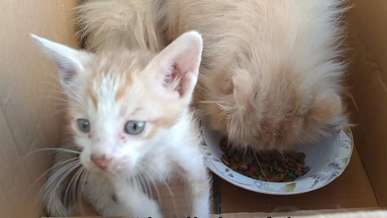 Abandoned Kitten Finds Nurse but No Milk - Heartwarming Rescue Story