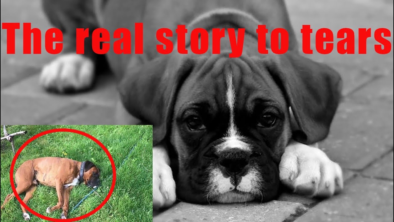 A sad dog story, to the point of tears