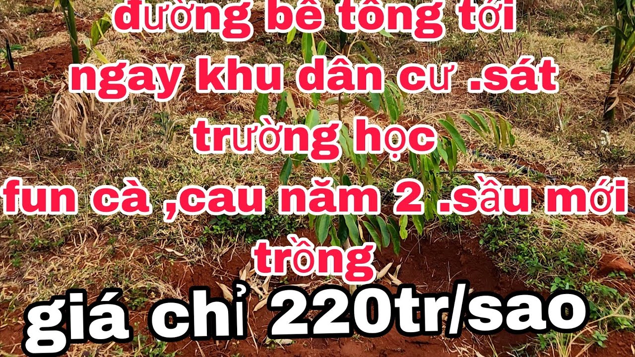  cà  ,cau năm 2 .200cây sầu mơi trồng .sát trường học .gần dân đường bê tông tới rẫy.giá  220tr/sao