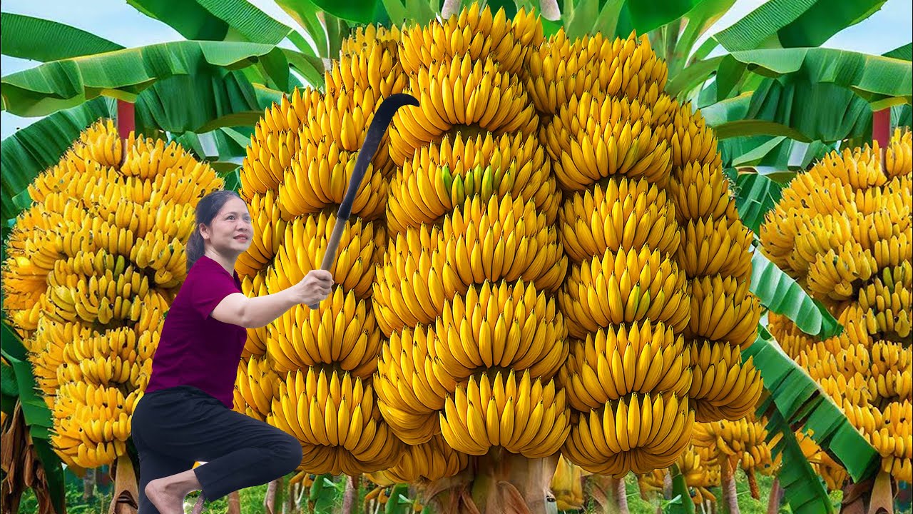 Harvesting Golden Pyramid Banana & Make Fried Banana Cake | Sold Out In 30 Minutes