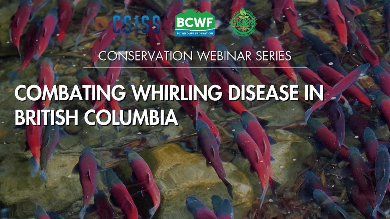 Combating Whirling Disease in British Columbia