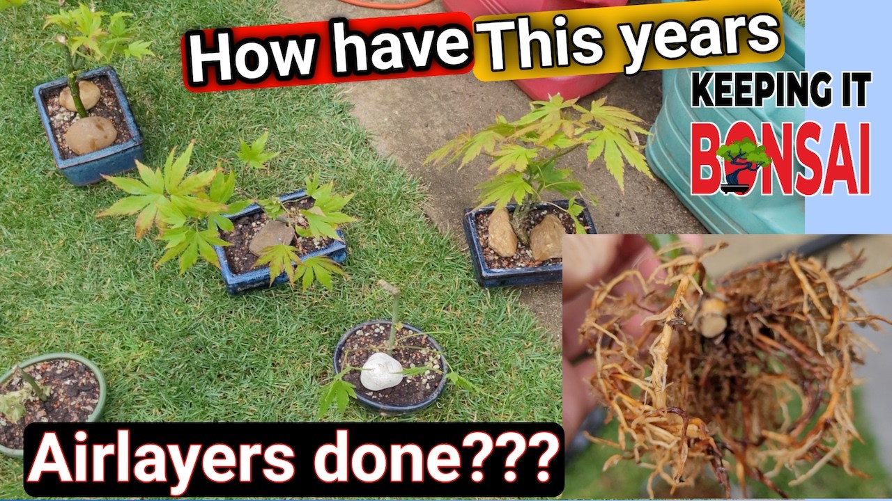 8 Bonsai Airlayers   This years airlayers and how they did