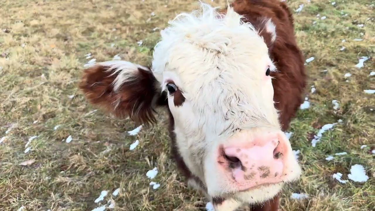 Why I am sticking to bale grazing and not unrolling hay . 