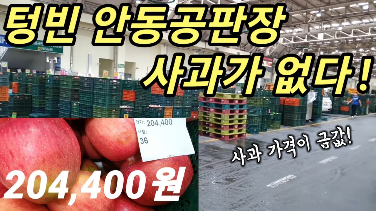 사과 품종별 가격 공개 🍎 안동공판장 순번표 대 혼란! 아리수, 시나노골드, 홍로, 아오리 경매가격