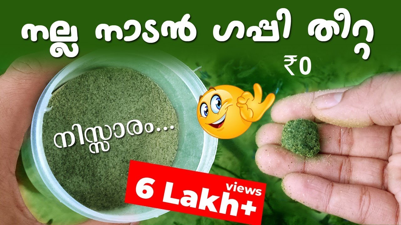 Home Made Guppy Food Increase color and Growth Spirulina Alternative in Malayalam