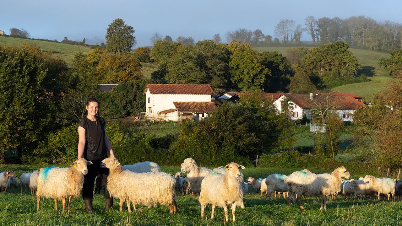LUR BERRI - Chloé Iratçabal, éleveuse d'ovins et bovins à Irissarry