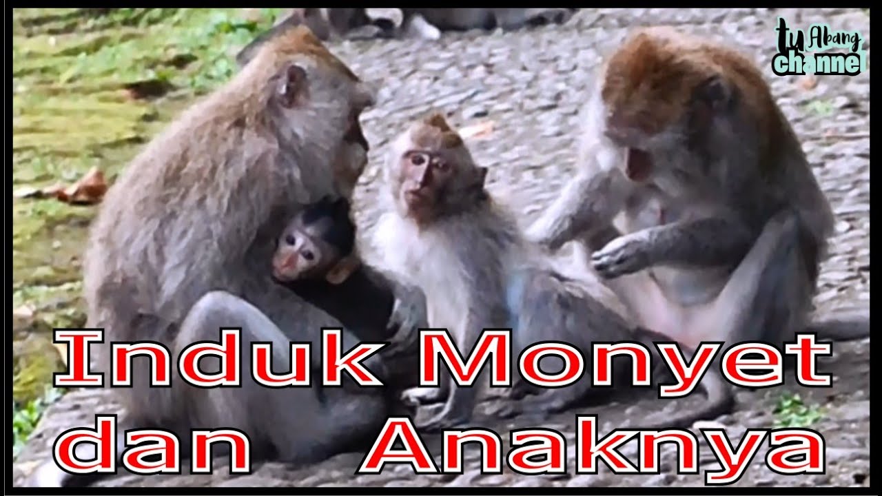 Induk Monyet dan Anaknya