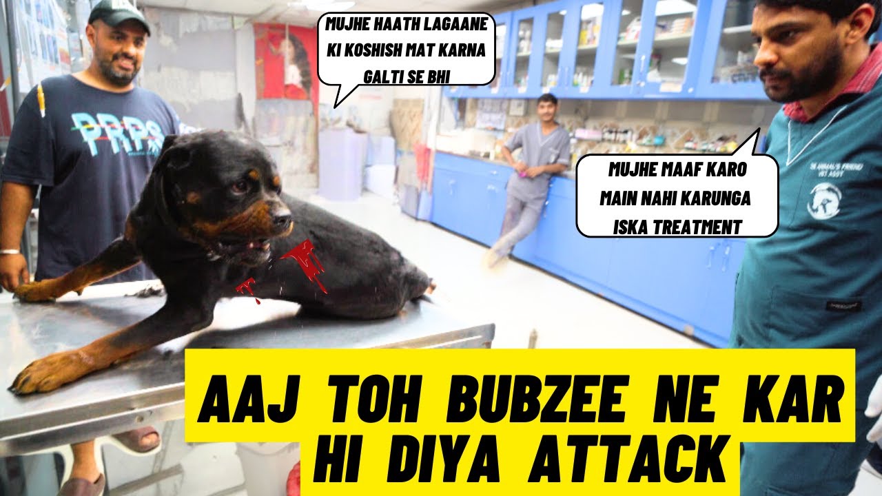 Rottweiler Bubzee Ne Aaj Kar Diya Jabardast Attack: Beech Mein Hi Chor Diya Vet Ne Uska Treatment