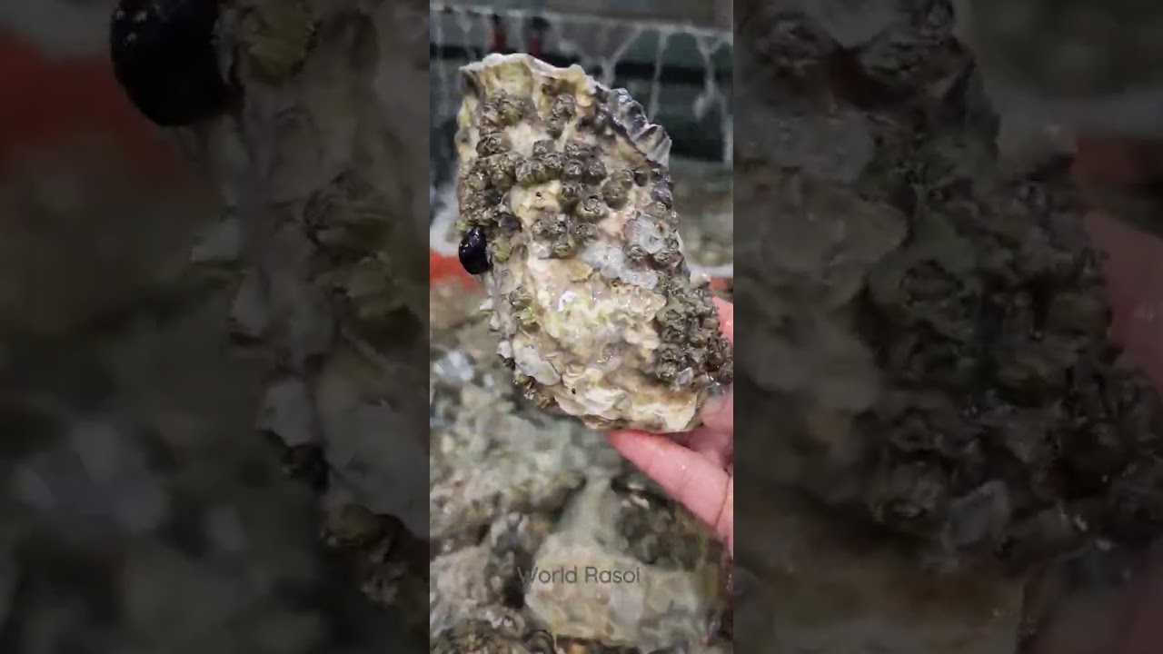 Shell On Oysters. Canada 🇨🇦
