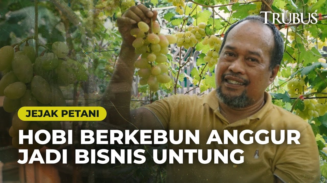 Jejak Petani: Hobi Berkebun Anggur Jadi Bisnis Untung