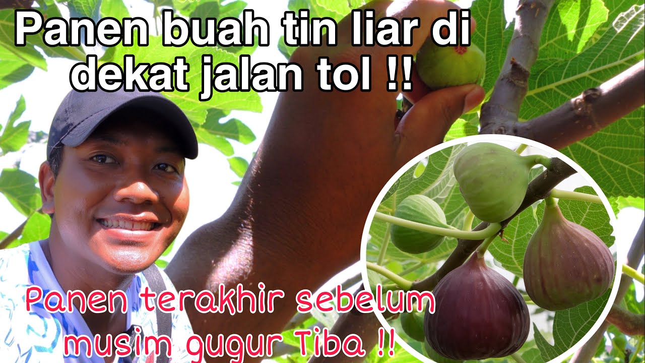 PANEN BUAH TIN LIAR DI PINGGIR JALAN TOL!! PANEN TERAKHIR SEBELUM MUSIM GUGUR TIBA !!
