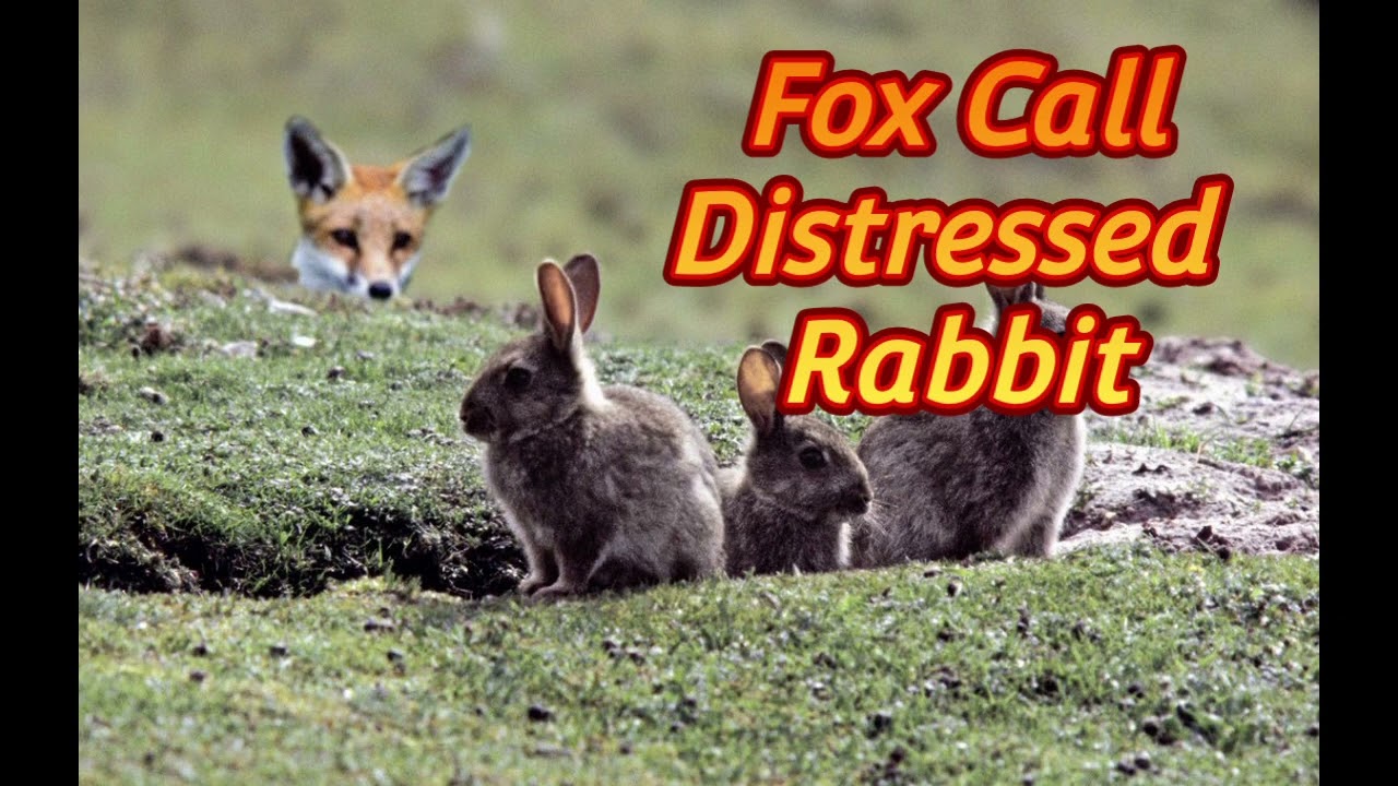 Best Fox Call Distressed Cottontail Rabbit 1hr