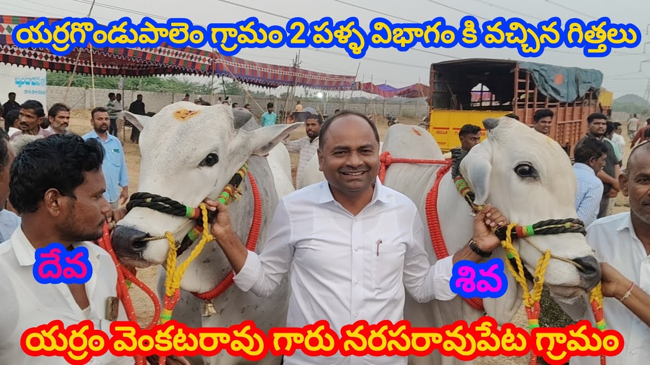 యర్రగొండుపాలెం గ్రామం||2 పళ్ళ విభాగం కి వచ్చిన|| గిత్తలు||యర్రం వెంకట్రావ్ గారు నరసరావుపేట గ్రామం 💥💥