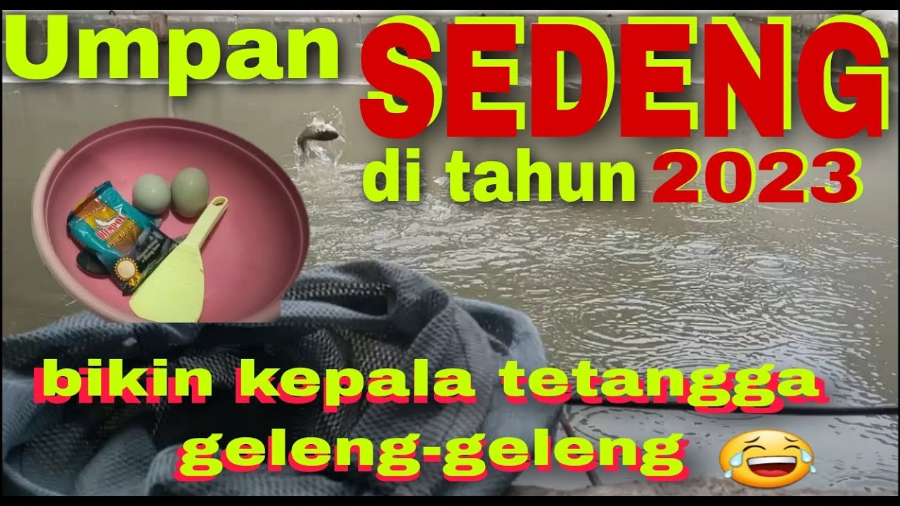 Umpan SEDENG 🔴bikin kepala tetangga geleng-geleng😂