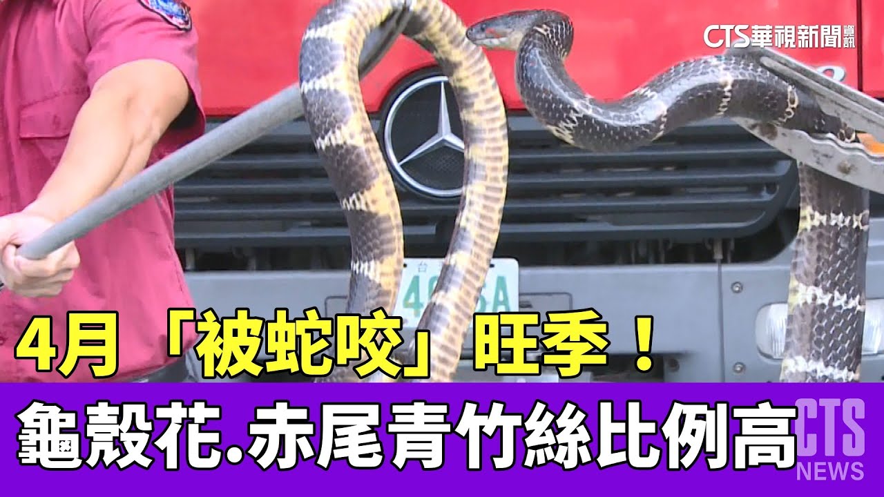 4月「被蛇咬」旺季！　龜殼花.赤尾青竹絲比例高｜華視新聞 20230403