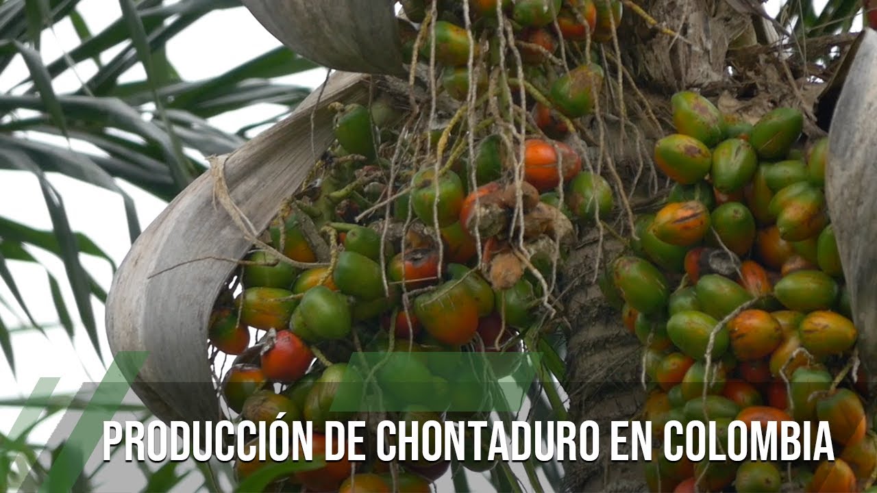 Producción de Chontaduro en Colombia - TvAgro por Juan Gonzalo Angel Restrepo