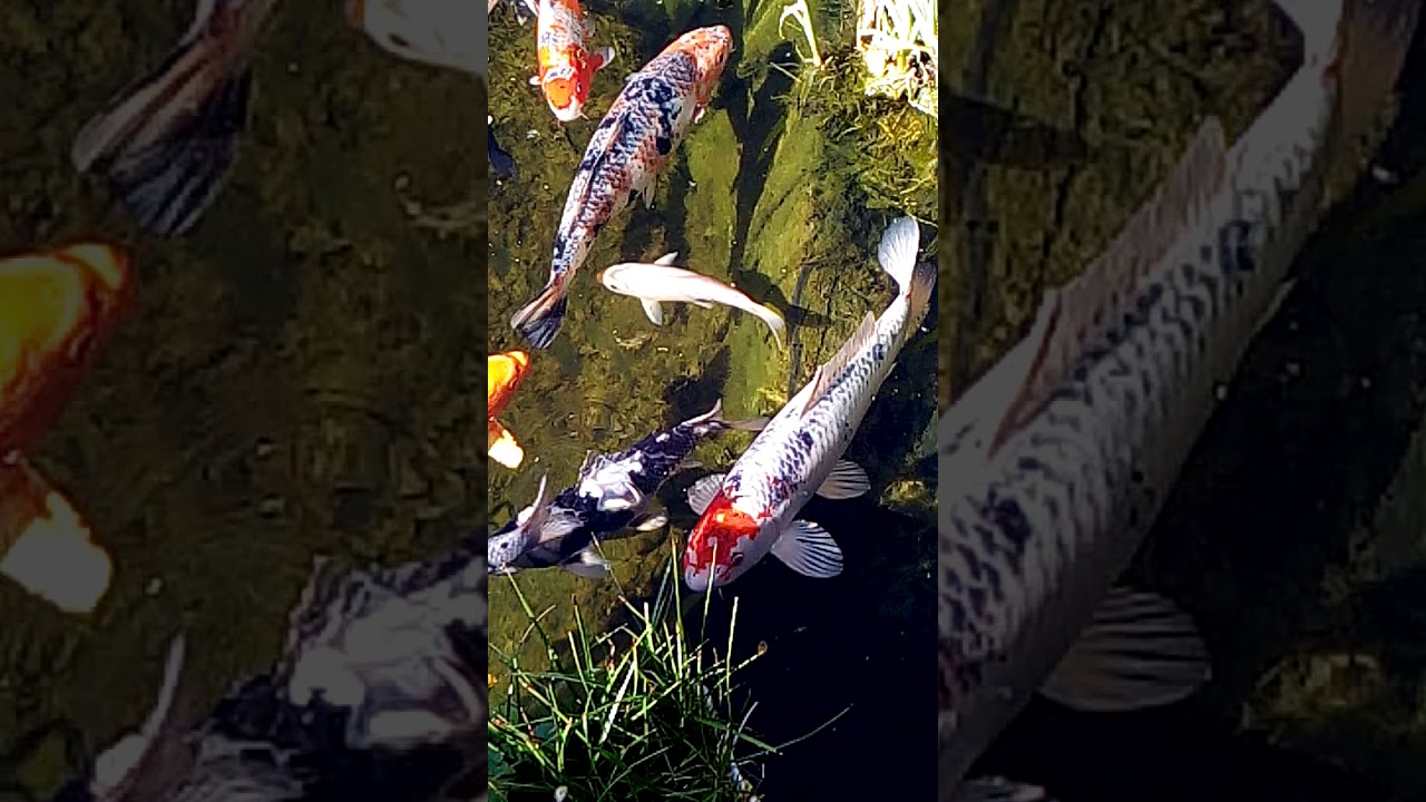 Koi Karpfen in G&auml;rten